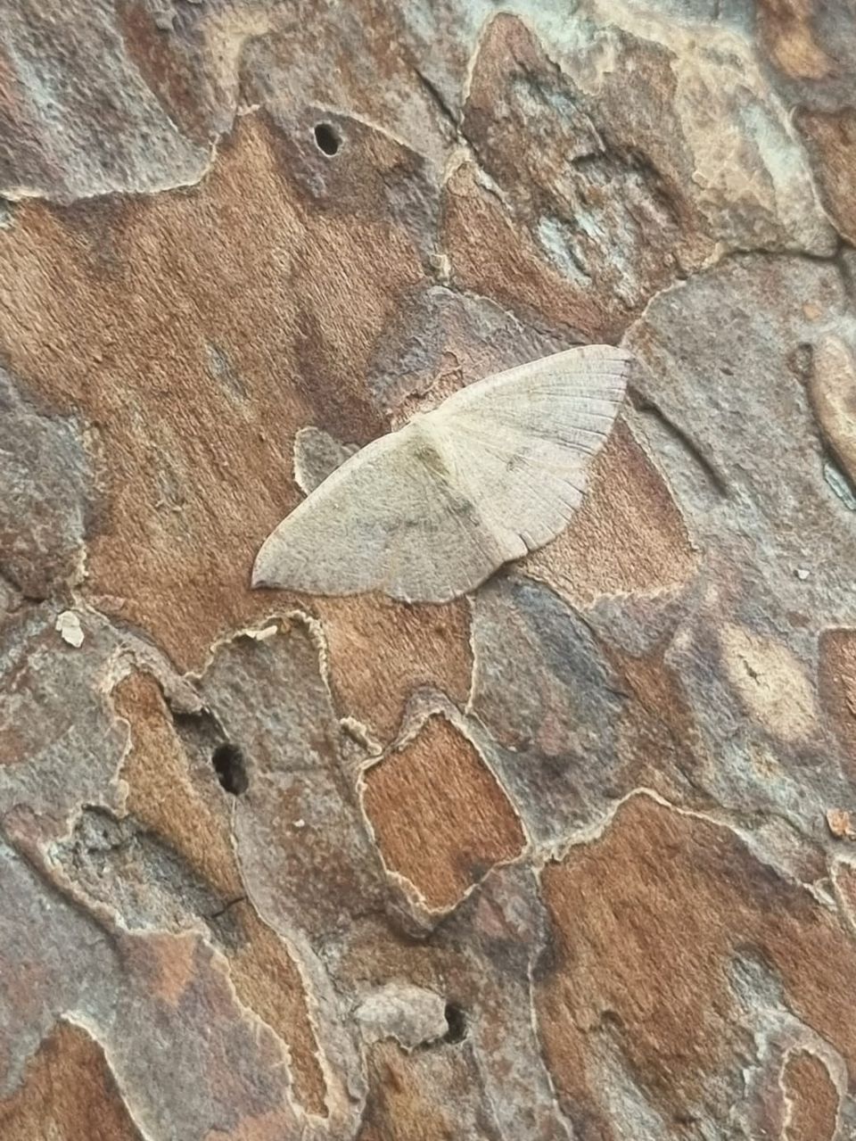 Blair's Mocha - Cyclophora puppillaria