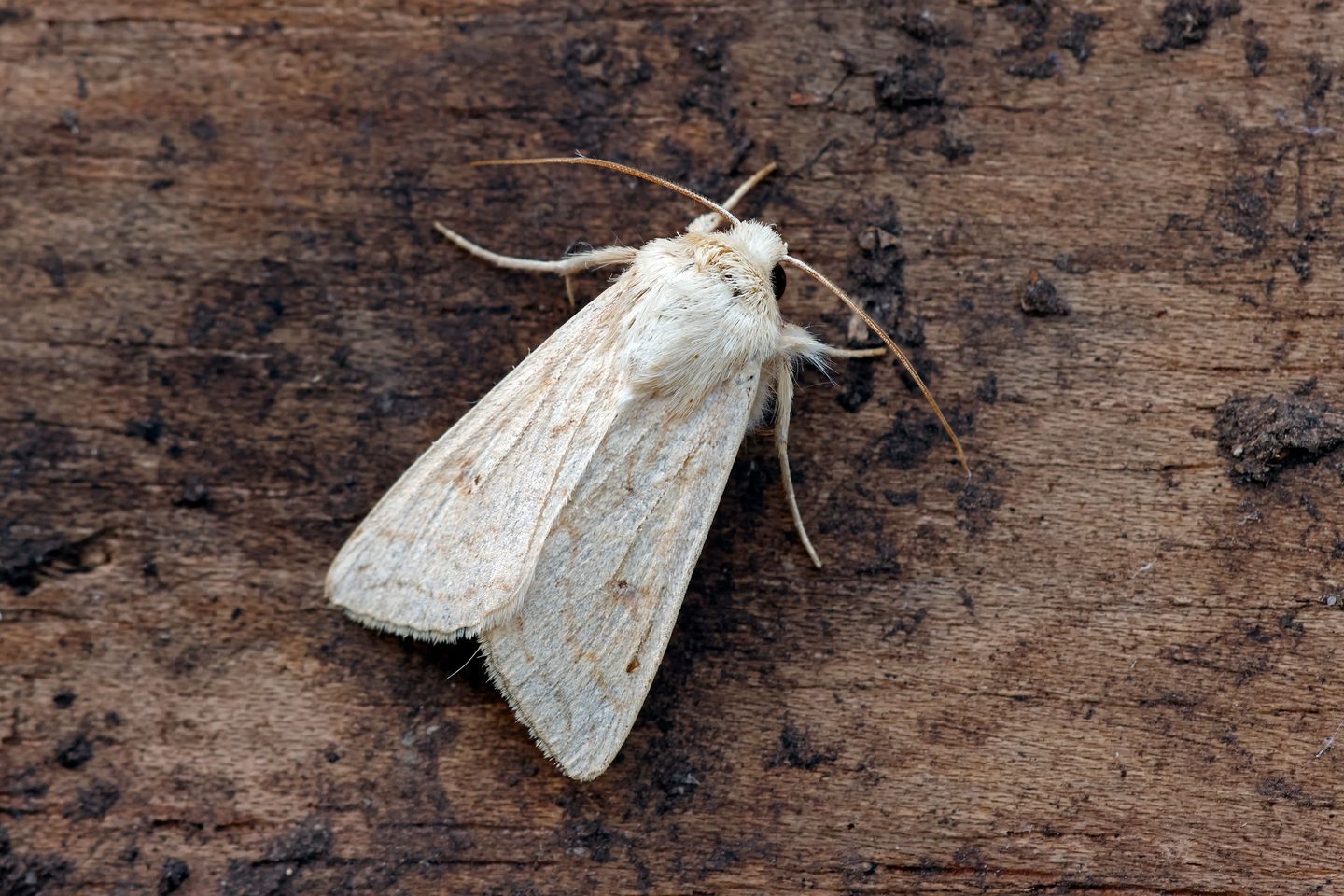 Delicate - 28/10/2024 - Chaddesden - Martin Roome