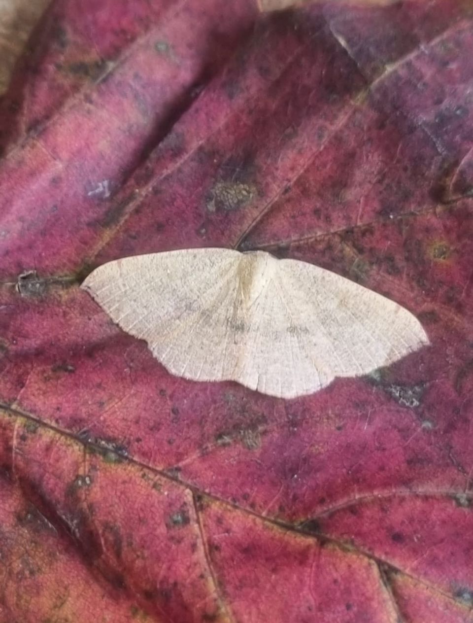 Blair's Mocha - Cyclophora puppillaria