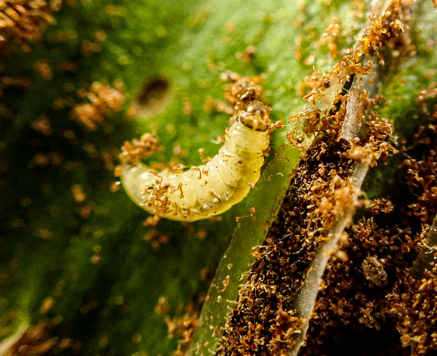 P. filicivora larva, showing pale brown head - Graham Finch