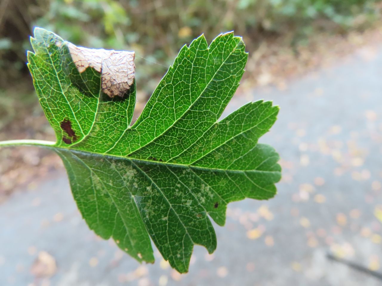Parornix anglicella - Dave Evans