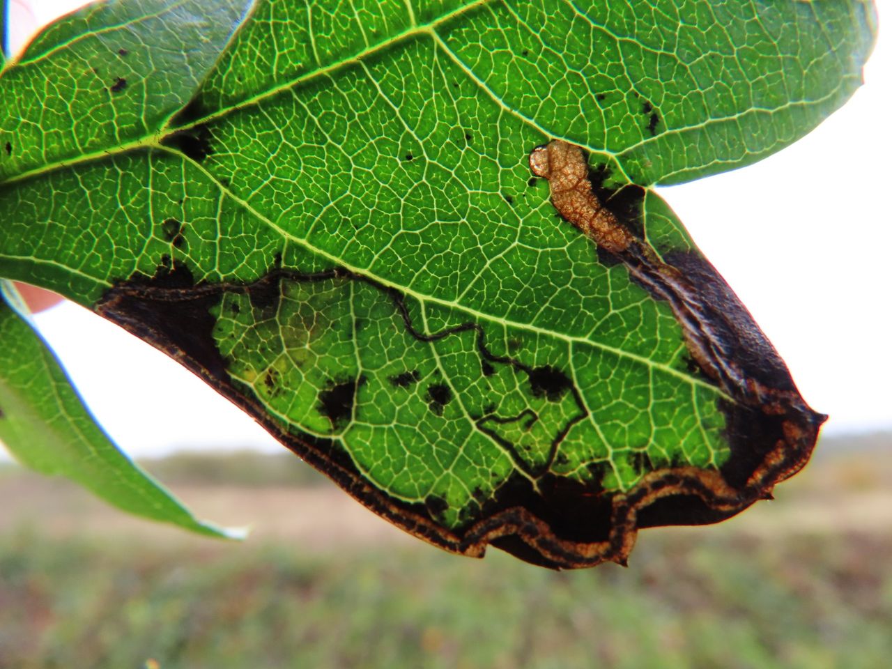 Stigmella hybnerella on Hawthorn. - Dave Evans
