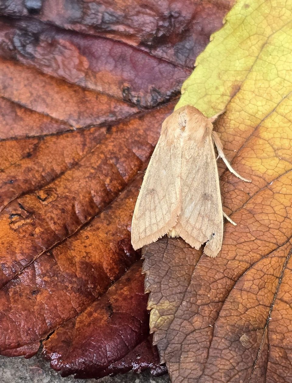 Delicate - 2/11/2024 - Cromford - Clive Ashton