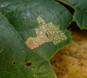 Gypsonoma dealbana on Oak, upper side of leaf showing grazing - Graham Finch