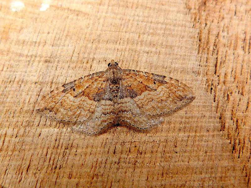 The Gem - Dave Evans 6/11/2024 - Belper