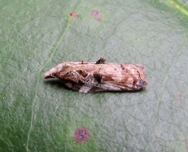 Acleris cristana 9/2/2022 -Darwin Forest - Dave Evans