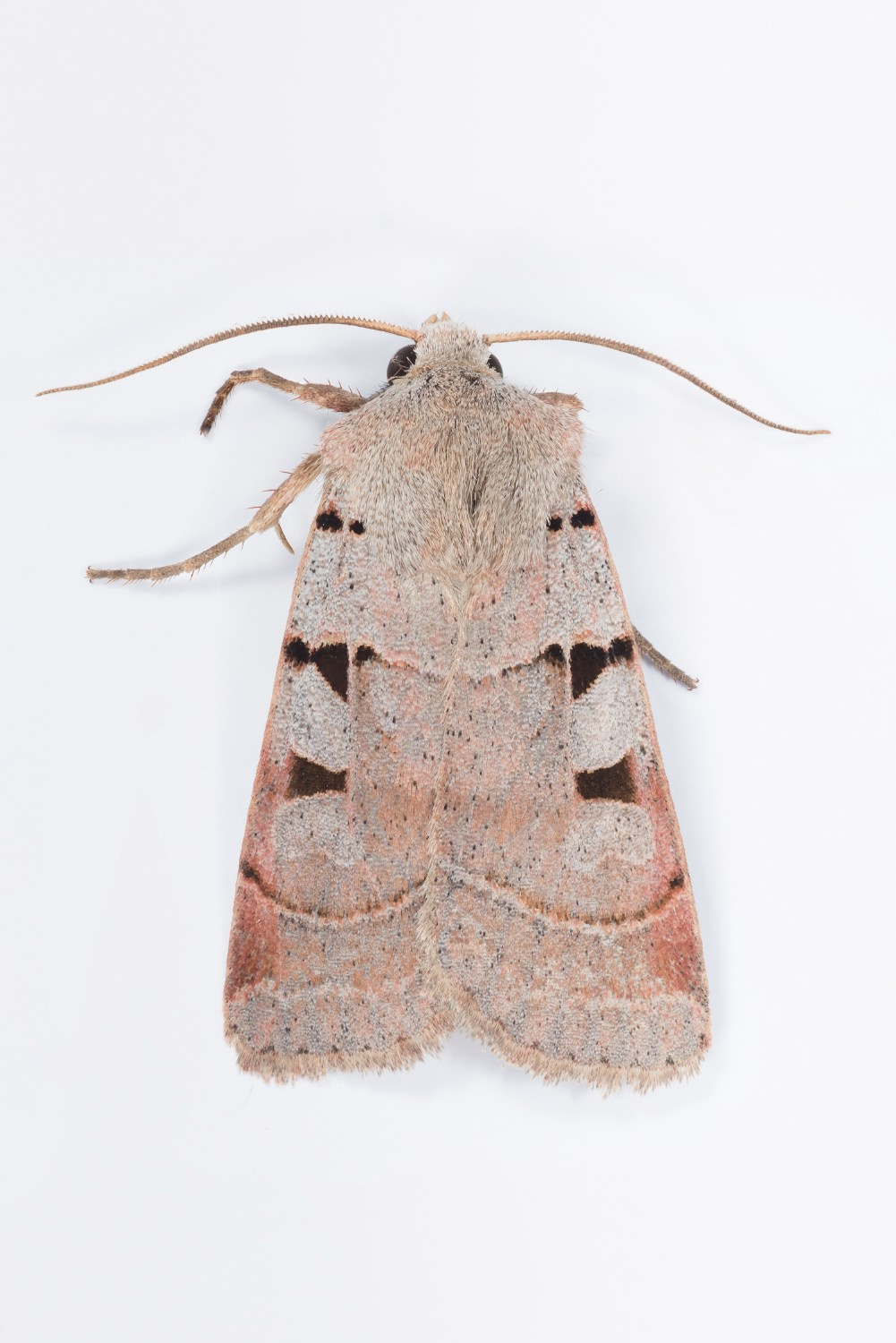 73.365 BF2117 - Autumnal Rustic - 01/9/2024 - Glossop - Christian Heintzen