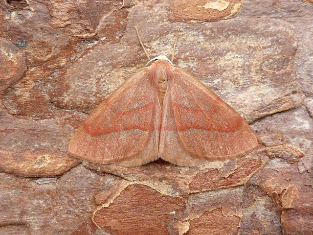 70.284 BF1962 Barred Red - Dave Evans