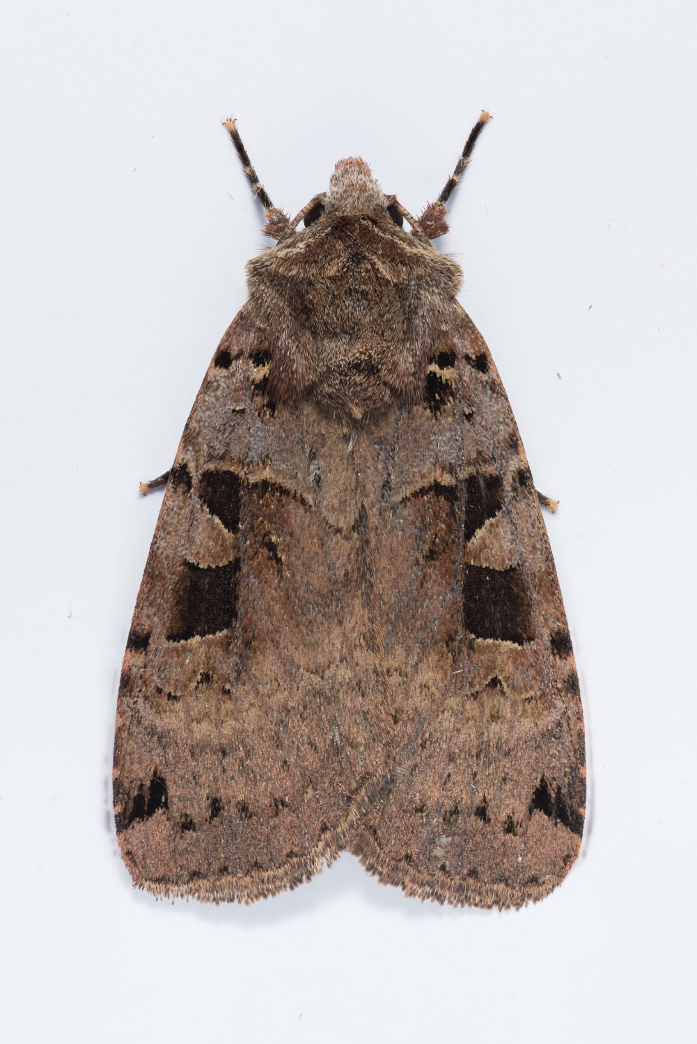 73.361 BF2128 - Double Square-spot - Long Clough, Christian Heintzen