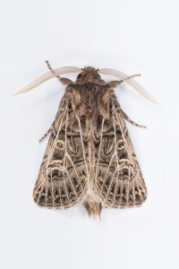 73.253 BF2178 Feathered Gothic 1/9/2024 - Glossop- Christian Heintzen