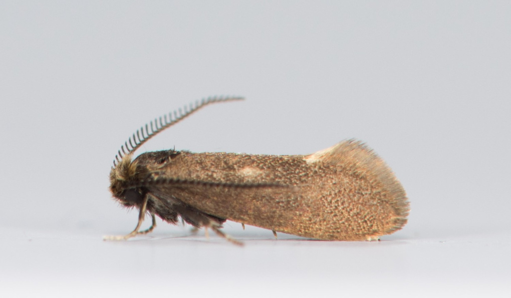 8.001 BF129 - Incurvaria pectinea - Pale Feathered Cutter - 29/4/24 - Longdendale - Christian Heintzen