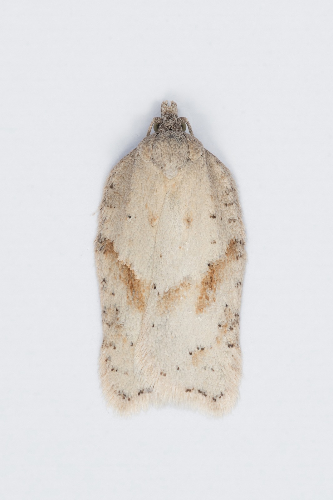 Acleris logiana - 25/11/2024 Long Clough - Christian Heintzen