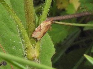 Acleris aspersana - Steve Orridge - Deepdale