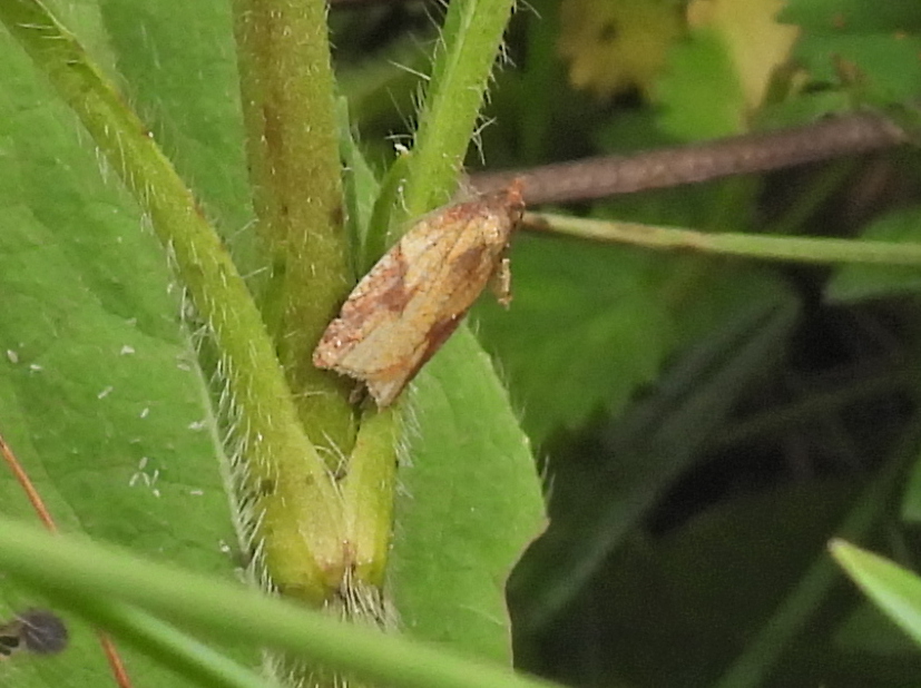 Acleris aspersana - Steve Orridge - Deepdale