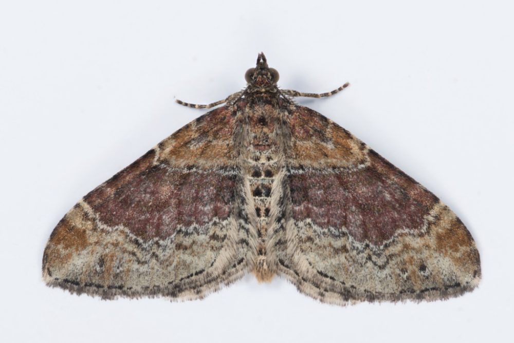 Red Twin-spot Carpet - 1/8/24 - Christian Heintzen