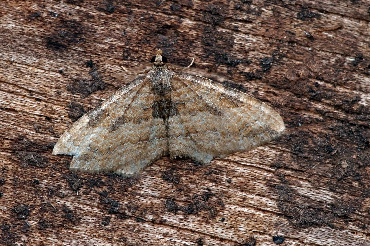 The Gem 28/10/2024 - Chaddesden- Martin Roome