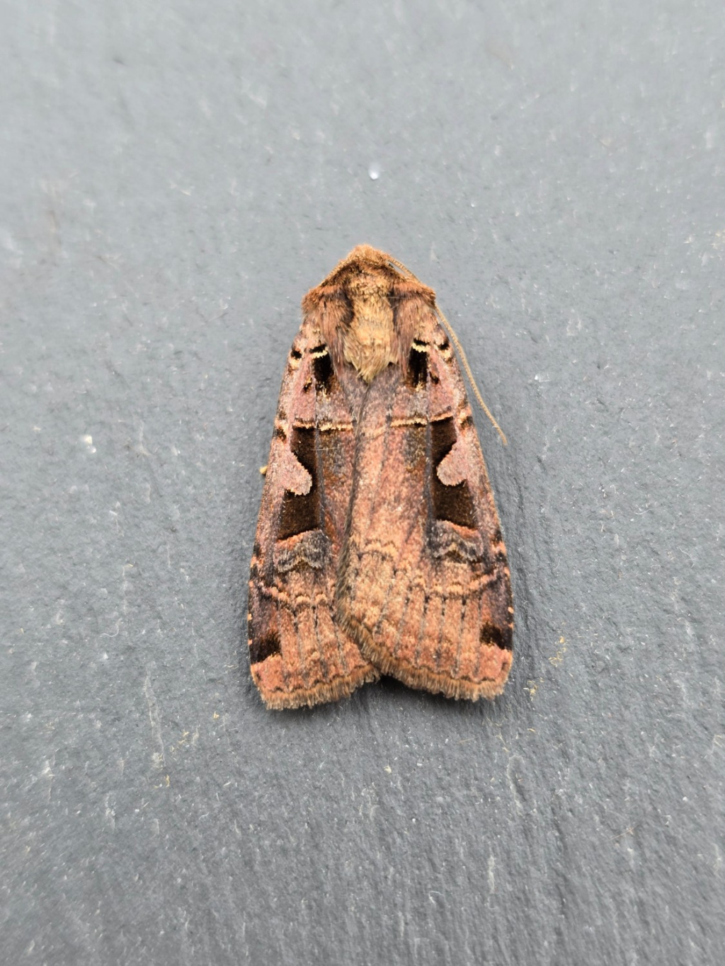 73.360 BF2127 - Triple -spotted Clay -  20/7/2024 - Cromford - Clive Ashton 