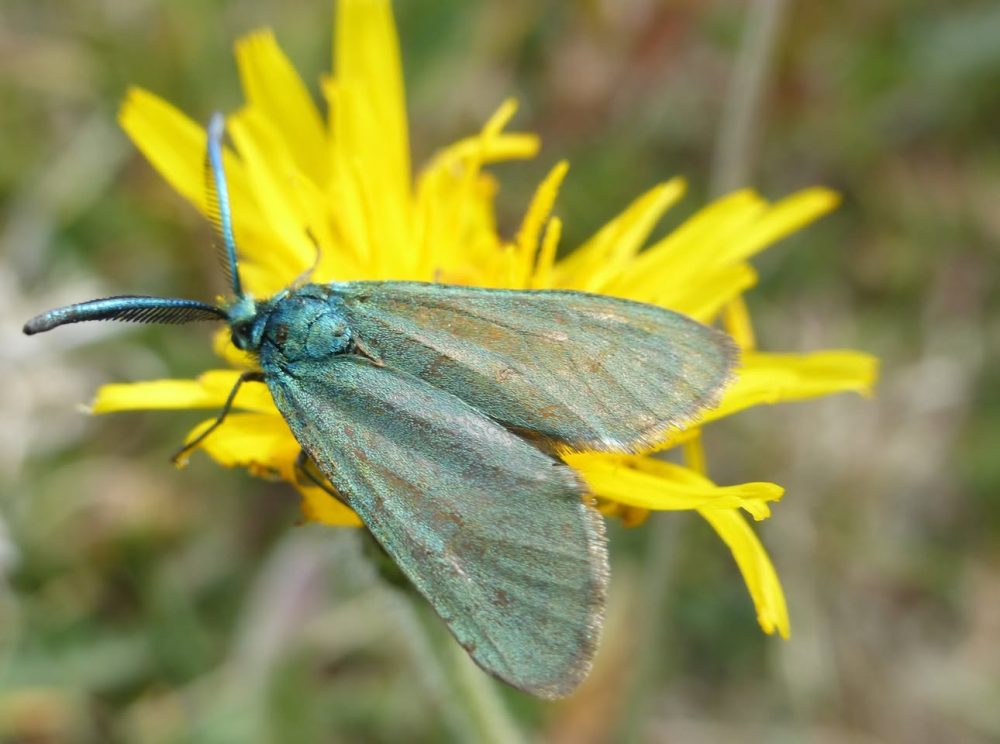 Forester Moth - 2/6/2020 - Middleton Moor - Peter Eley