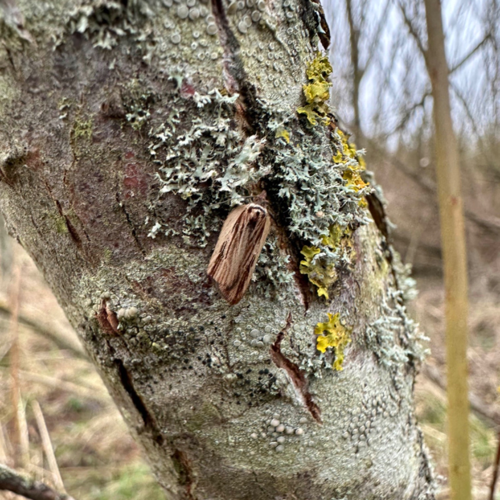 Acleris hastiana - 12/1/2024 - Markham Vale - Don Cambridge