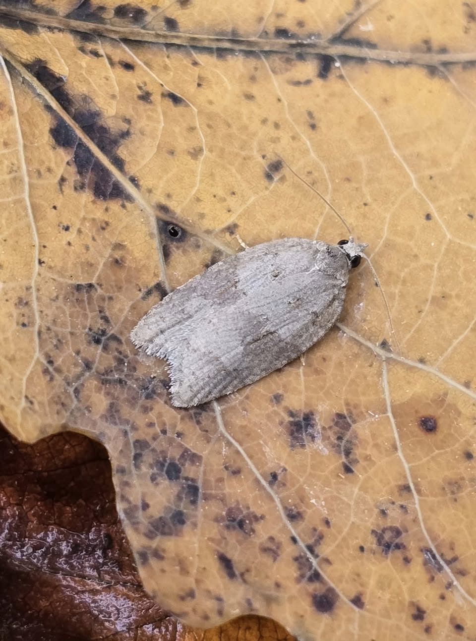 Acleris sparsana - 3:11:24 - Cromford - Clive Ashton