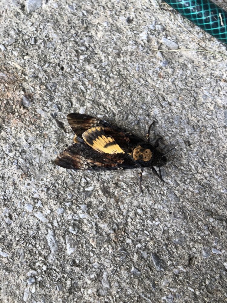 Death's-head Hawk-moth - Patrickrj - per iRecord - 21/9/2024