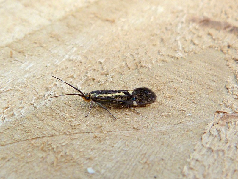 Esperia sulphurella - 4/6/2021 - Belper - Dave Evans