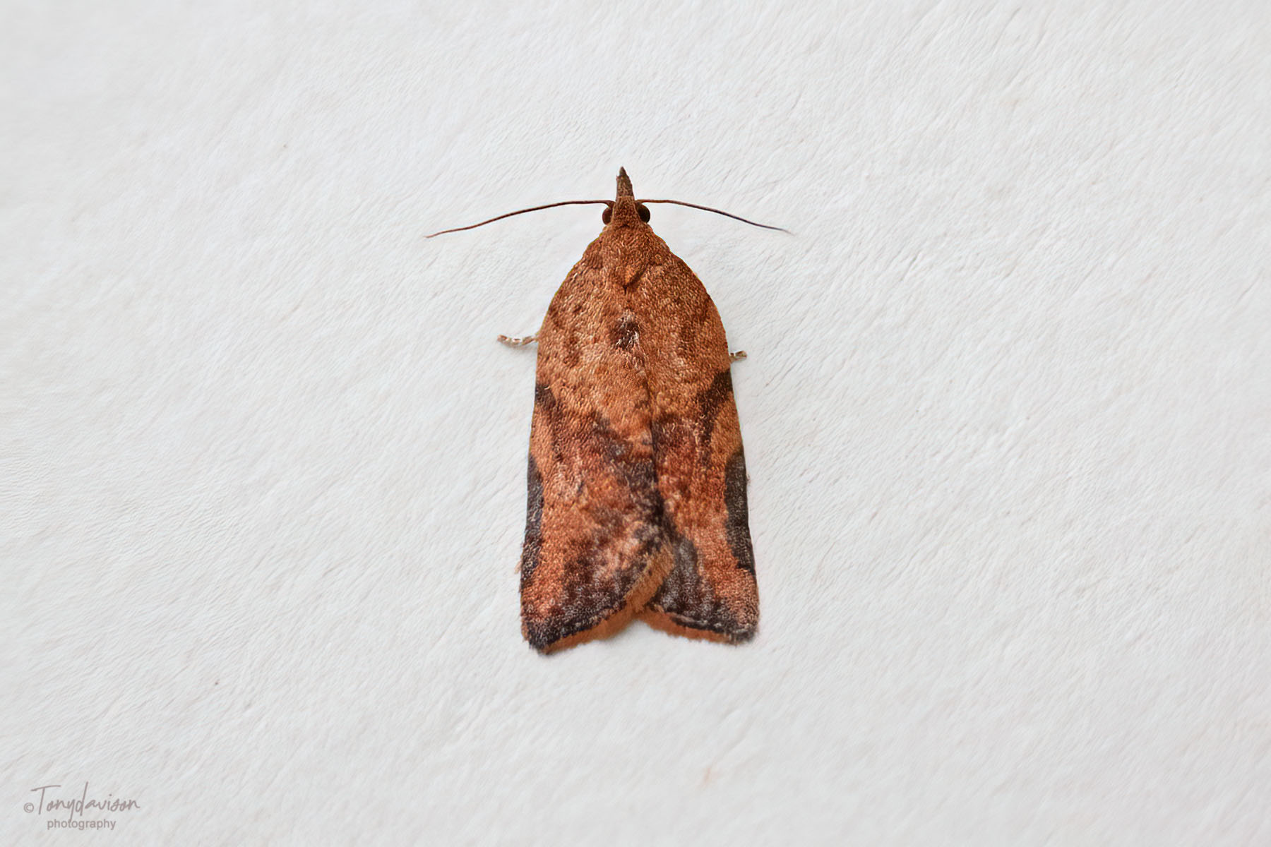 Light-brown Apple Moth - 30/11/2024 - Melbourne - Tony Davison