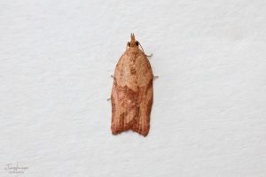 Light-brown Apple Moth - 30/11/2024 - Melbourne - Tony Davison