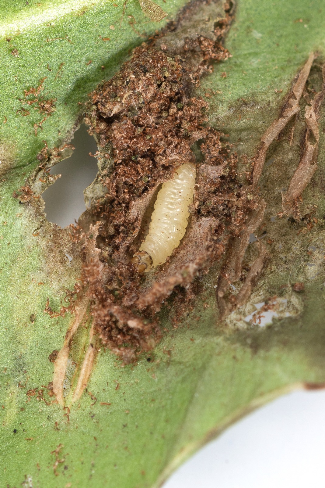 Psychoides filicivora - 31/12/2024 - Long Clough - Christian Heintzen