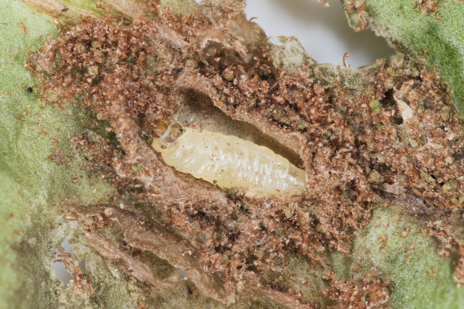 Psychoides filicivora - 31/12/2024 - Long Clough - Christian Heintzen