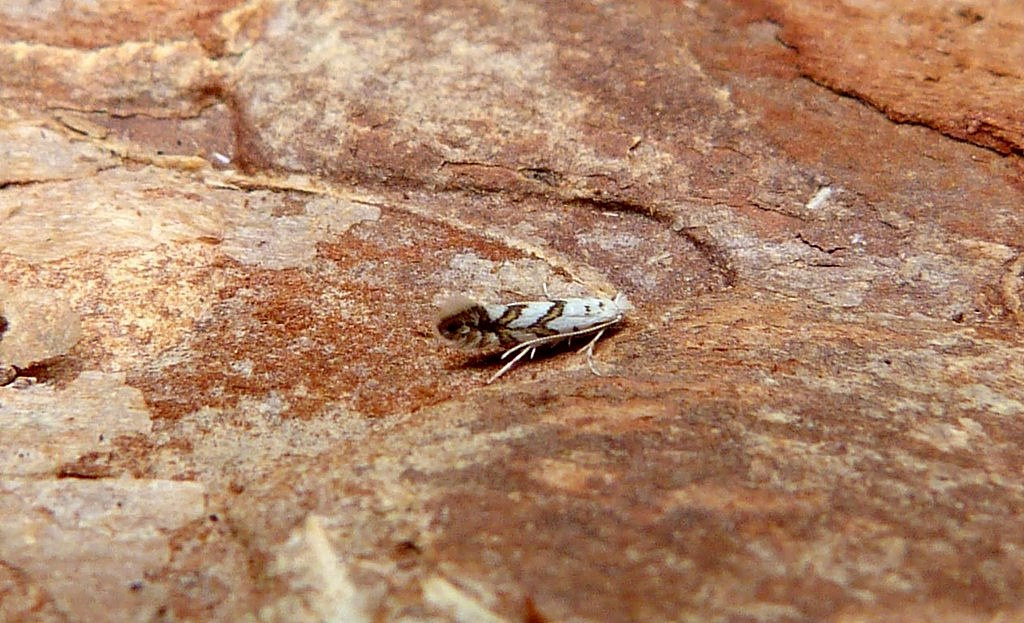 Phyllonorycter geniculella 30/7/2024 - Dave Evans