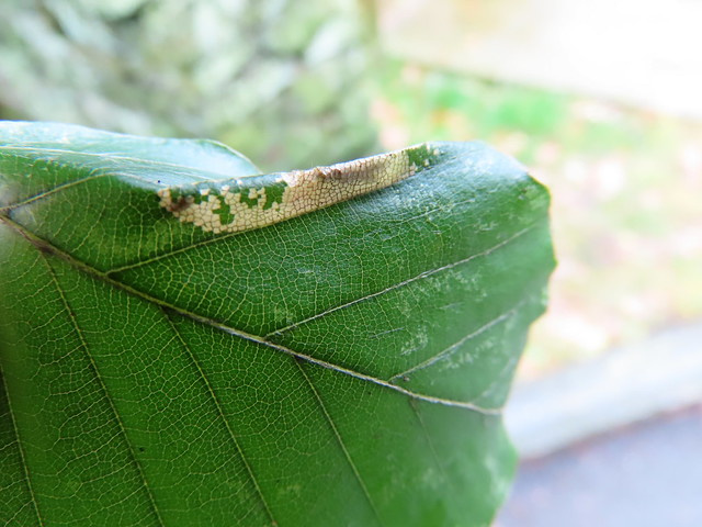 Phyllonorycter-messaniella-2/10/24 -Dave-Evans