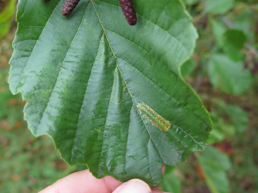 Phyllonorycter rajella - 29/10/2016 - Nikki Mahadevan