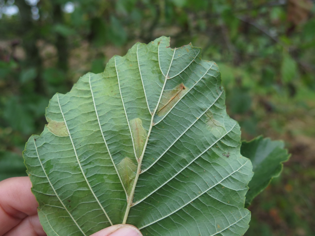 Phyllonorycter rajella - 29/10/2016 - Nikki Mahadevan