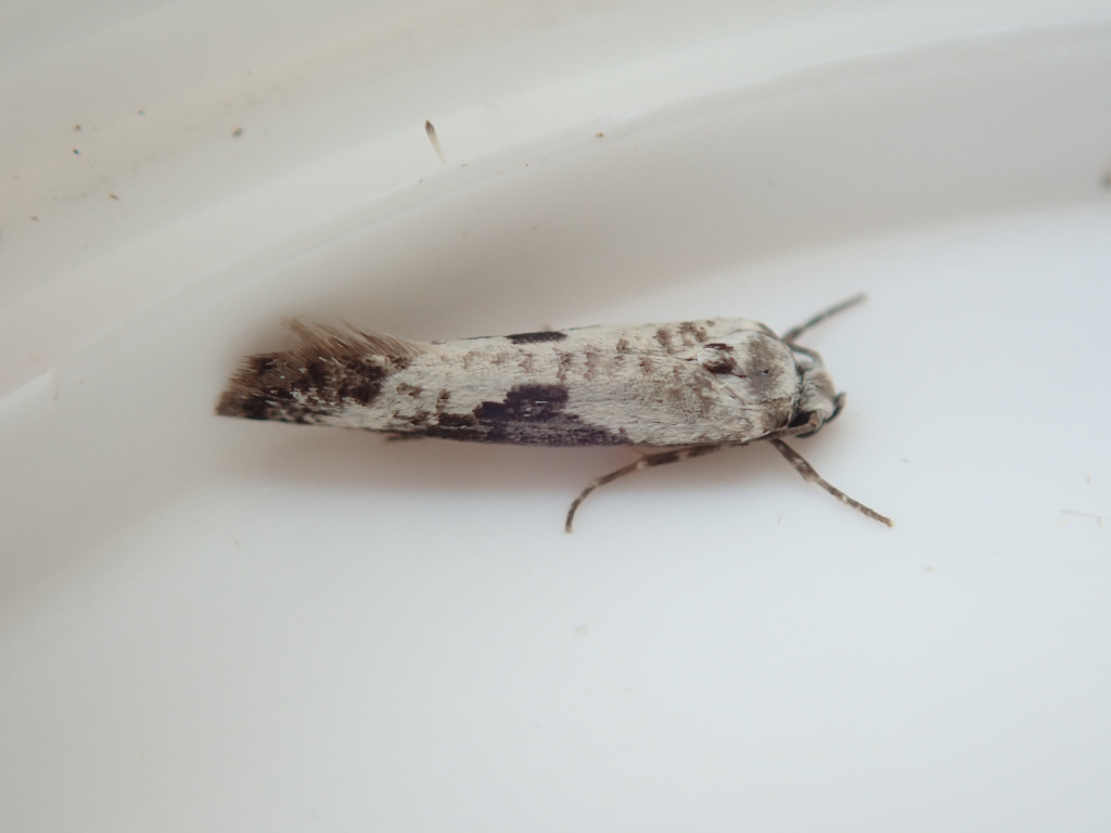 Prays-fraxinella-Ash-Bud-Moth-18/7/2021 -Birch-Vale-Jane-Hewitt