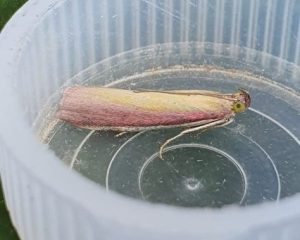 Rosy knot-horn - Sandiacre -Paul Buxton