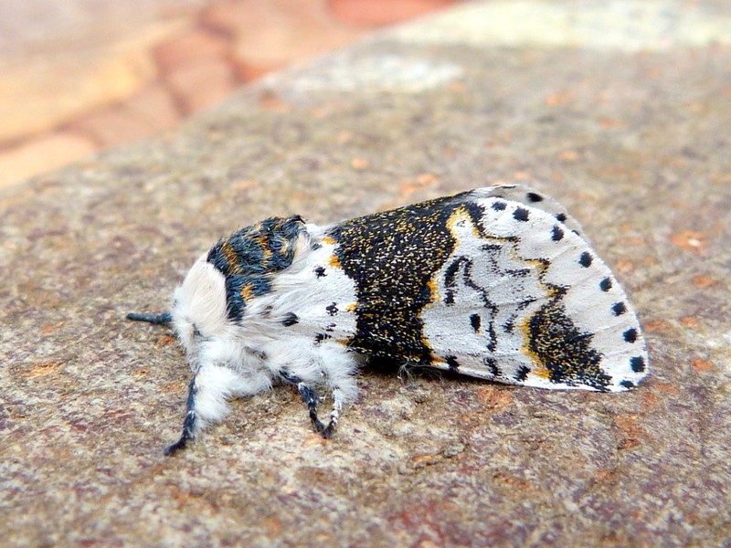 Alder Kitten - 3rd May 2024 - Belper - Dave Evans