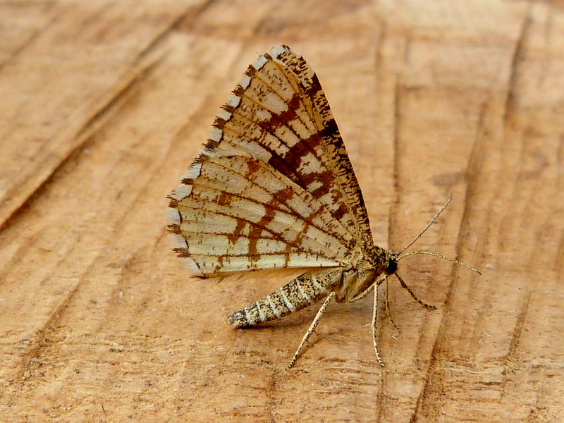 Latticed Heath - 24th June 2024 - Belper - Dave Evans