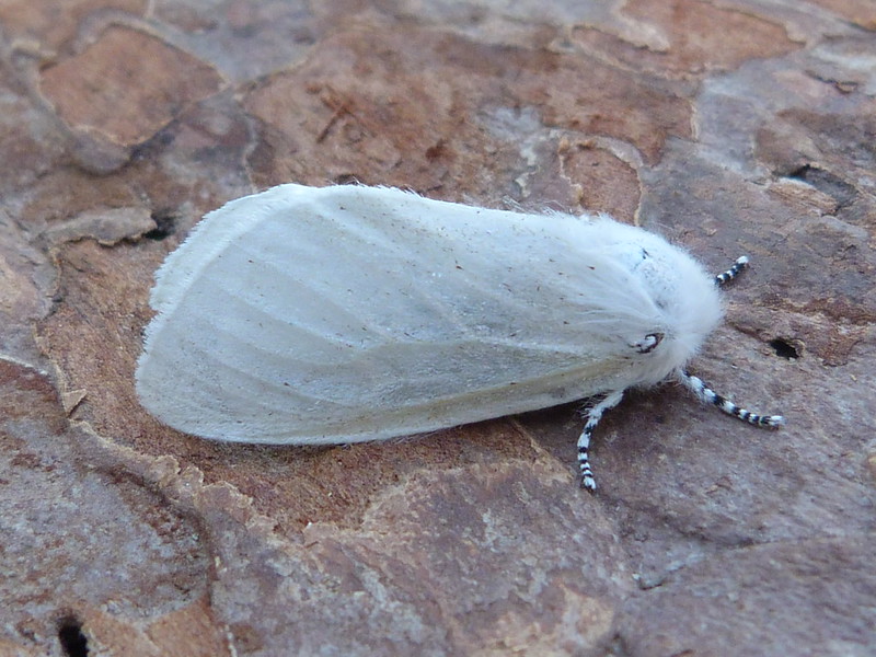 White Satin - 19th July 2024 - Belper - Dave Evans