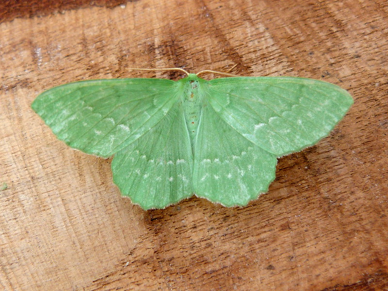 Large Emerald - 30th July 2024 - Belper - Dave Evans