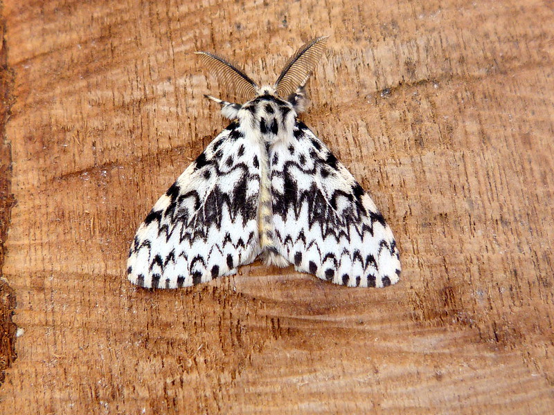 Black Arches - 30th July 2024 -Belper - Dave Evans