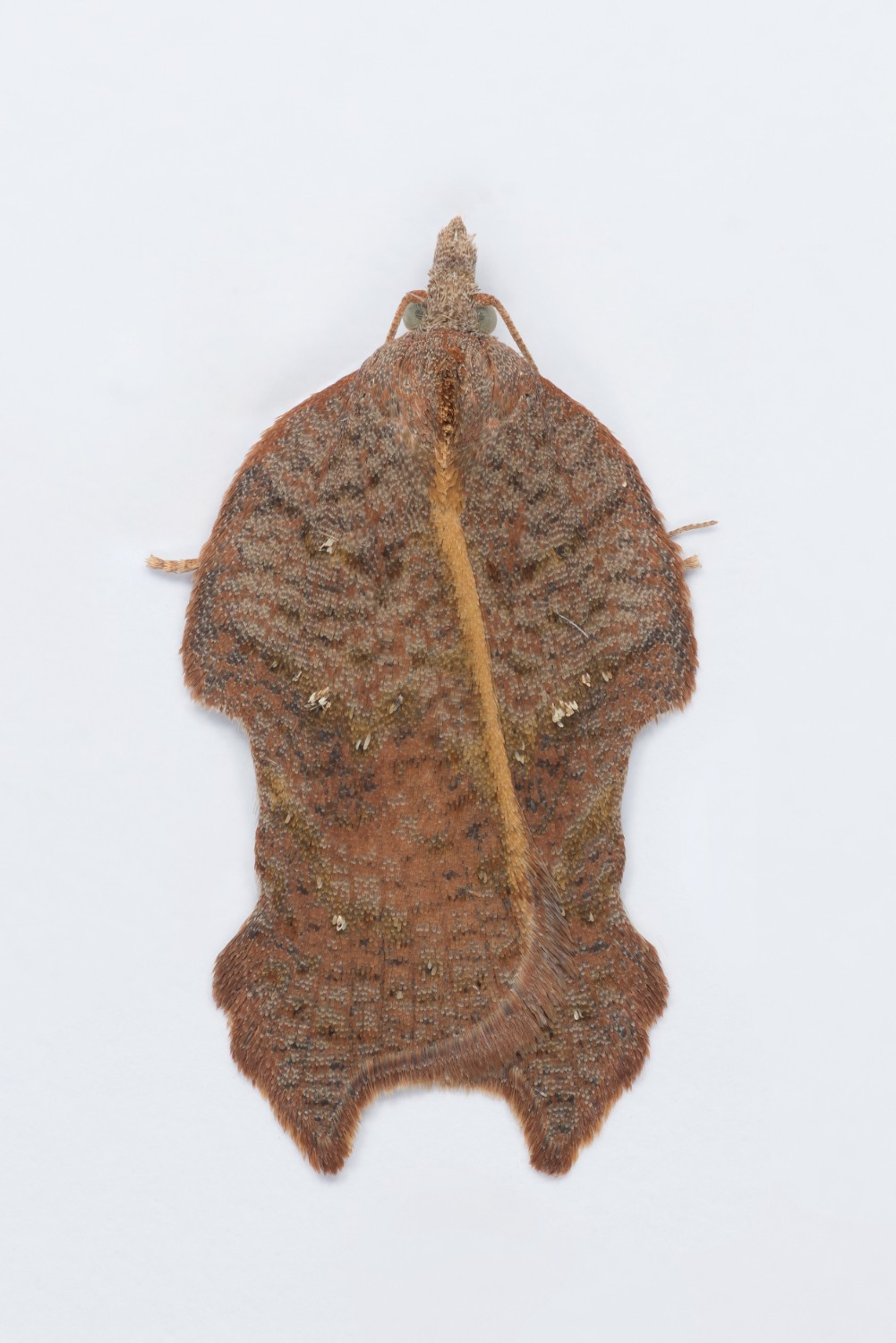 Acleris emargana - 3rd August 2024/ - Torside Reservoir - Christian Heintzen