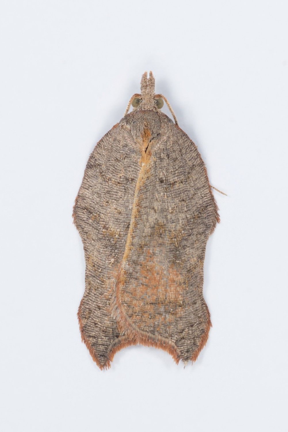 Acleris emargana - 24th August 2024 - Ludworth Moor - Christian Heintzen