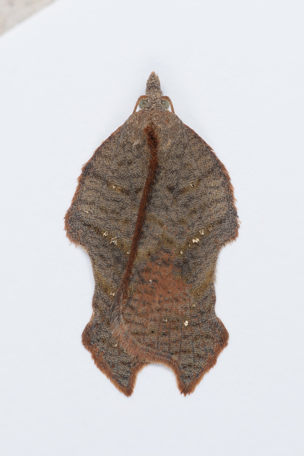 Acleris emargana - 3rd August 2024/ - Torside Reservoir - Christian Heintzen