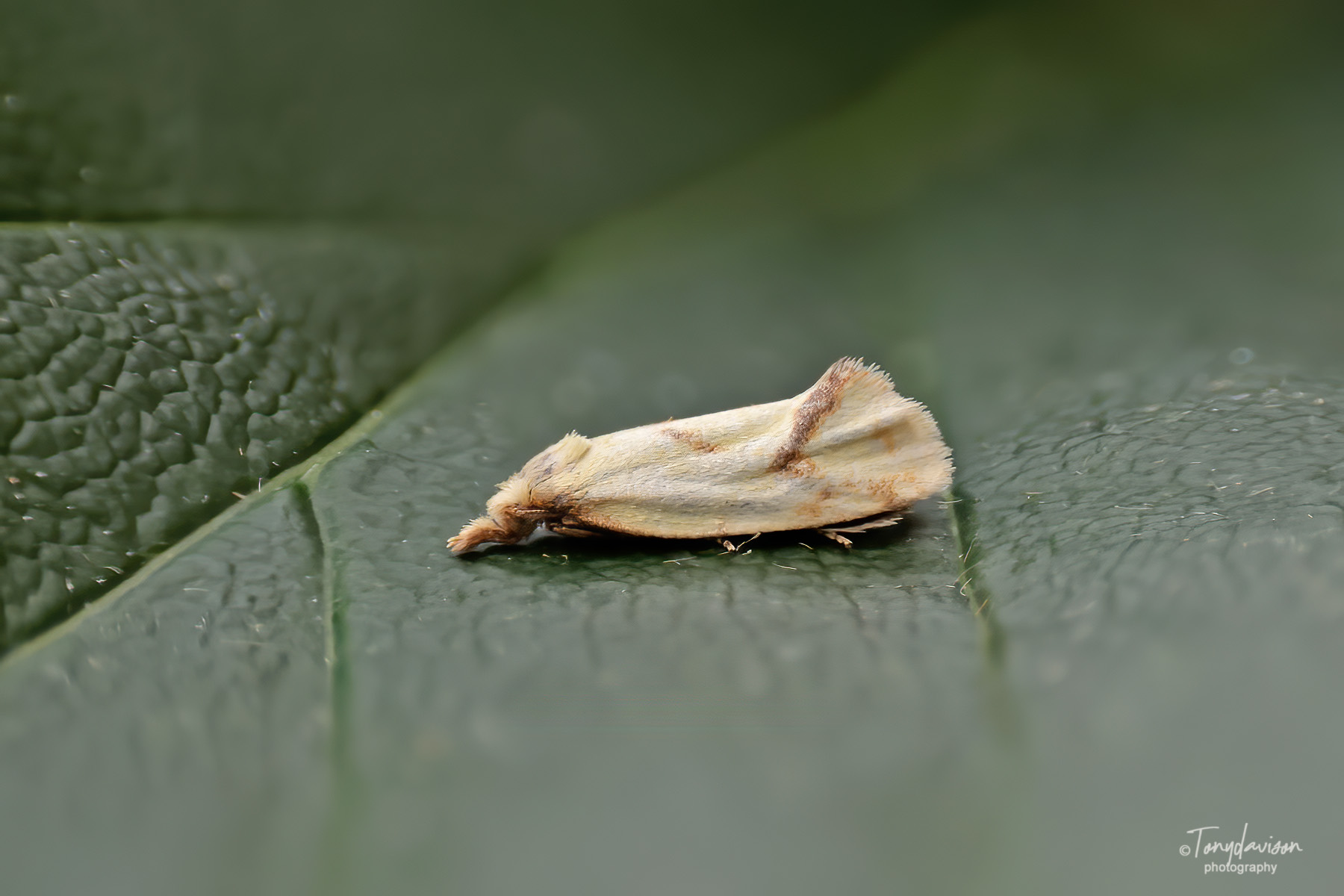 Agapeta hamana - 26th June 2024 - Melbourne - Tony Davison