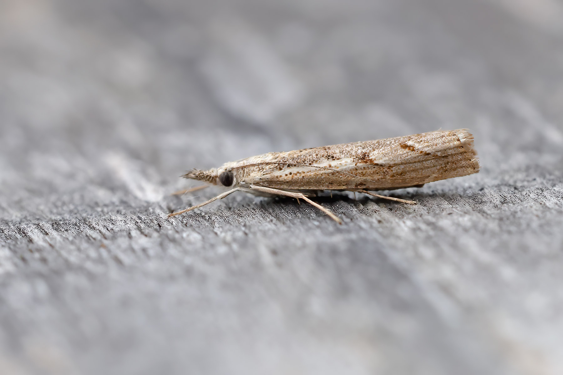Agriphila geniculea - 28th August 2024 - Melbourne - Tony Davison