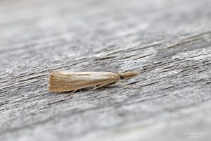 Agriphila straminella - 24th July 2024 - Melbourne - Tony Davison