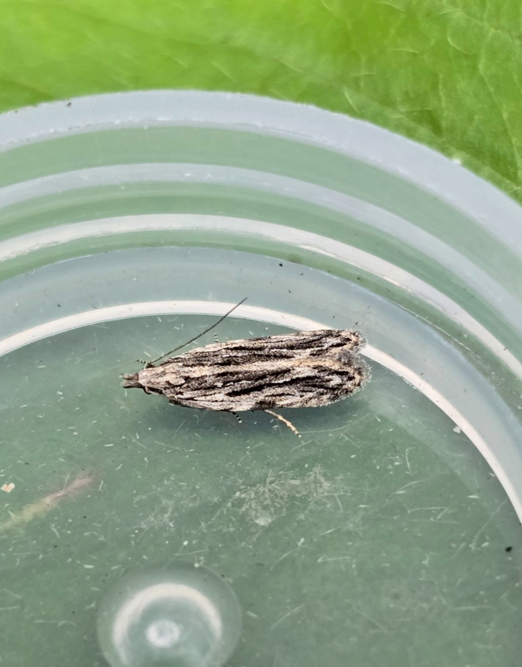 Anarsia innoxiella - 24/7/2024 - Cromford - Clive Ashton