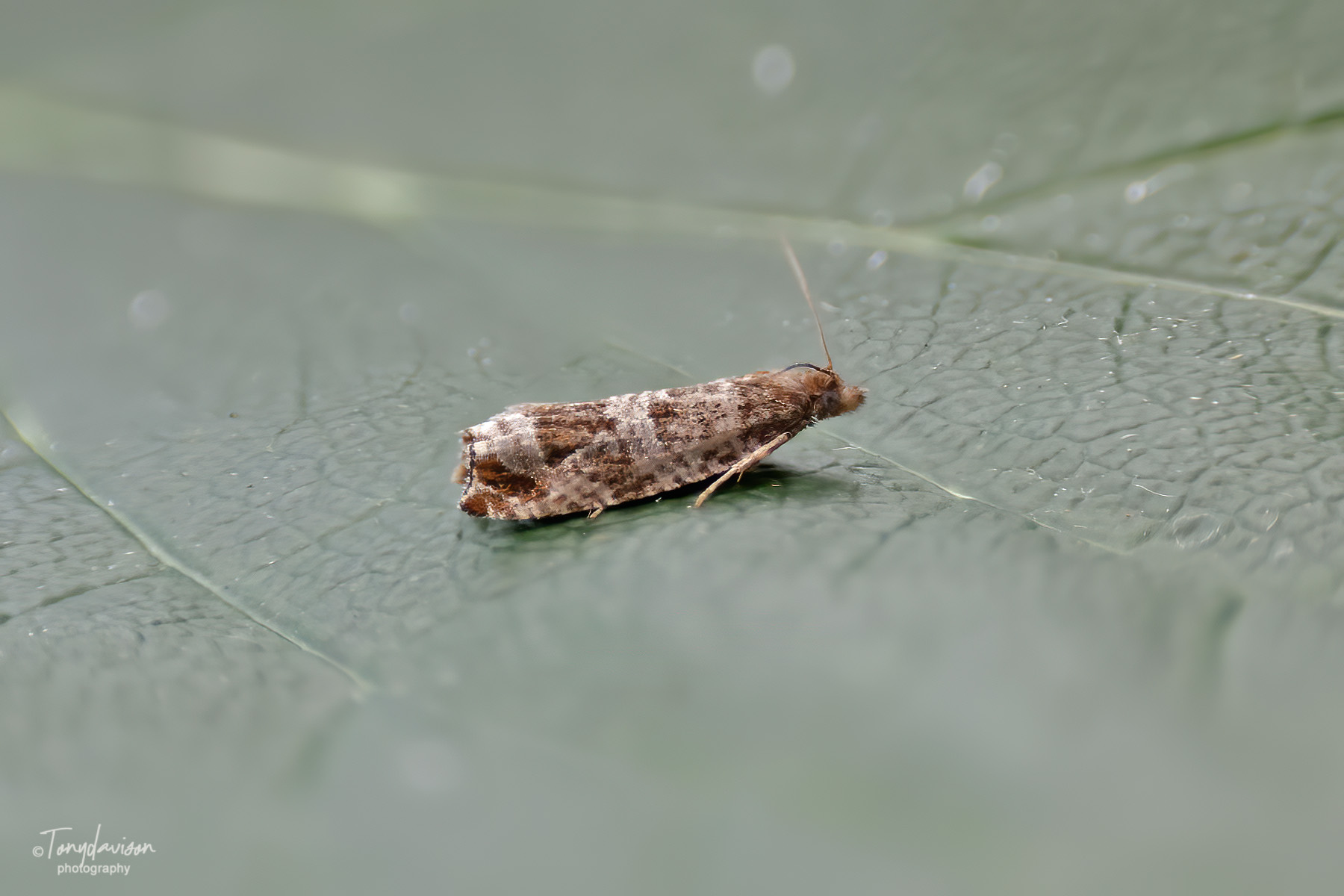 Ancylis achatana - 26th June 2024 - Melbourne - Tony Davison