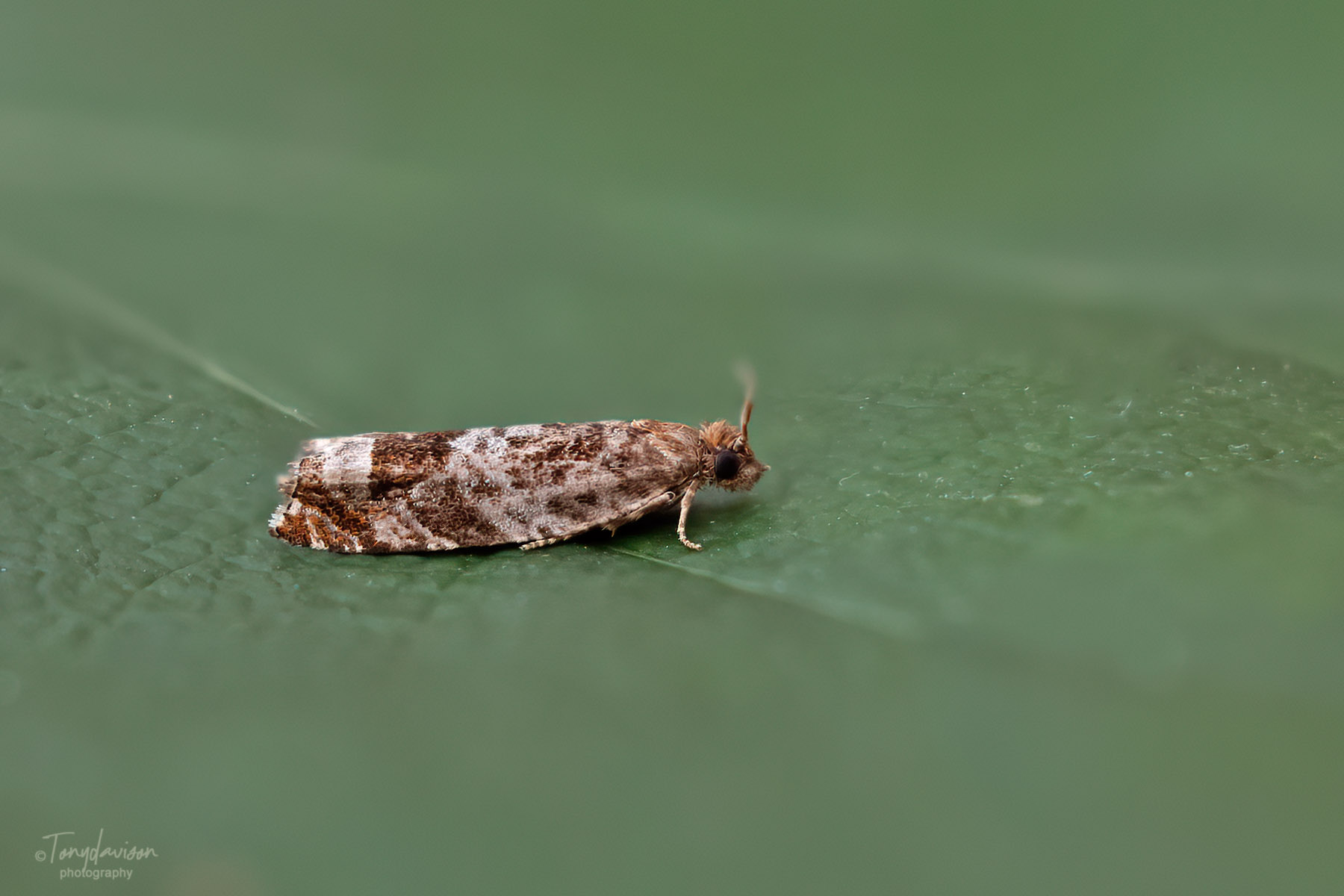 Ancylis achatana - 17th July 2024 - Melbourne - Tony Davison